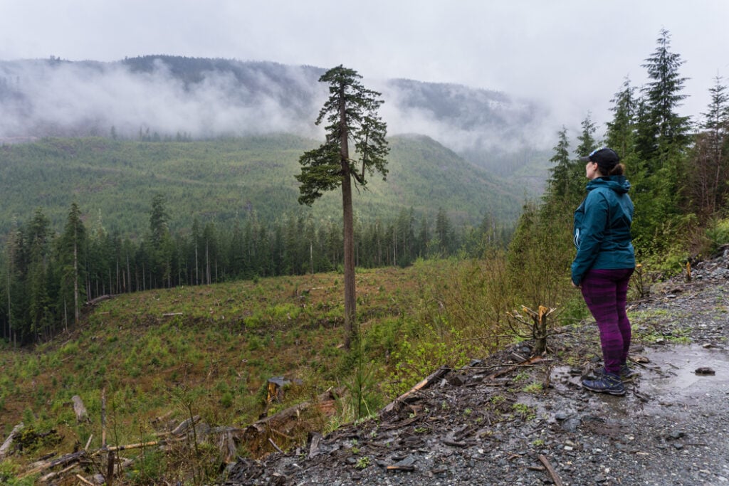 Big Lonely Doug, the world's second largest douglas fir, stands alone in a clearcut. Visit Big Lonely Doug, Avatar Grove and the other big trees near Port Renfrew, British Columbia.
