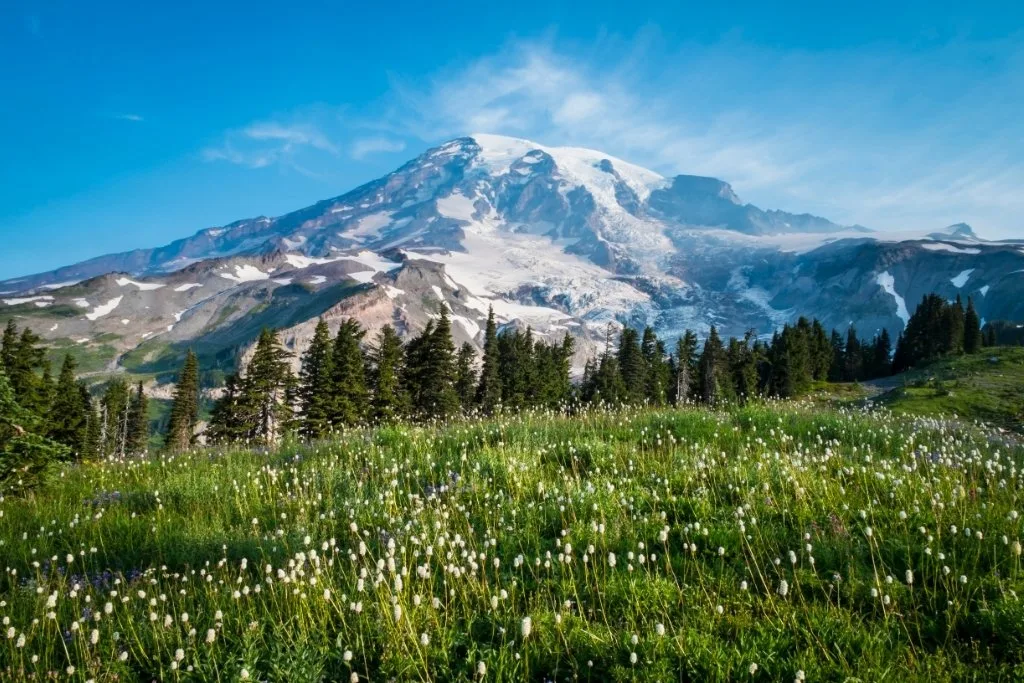 Mount Rainer behind a field of wildflower. Find out how to hike here with a list of Washington backpacking reservation dates